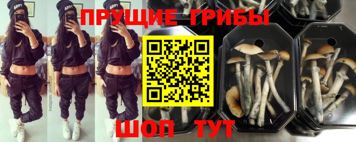 Галлюциногенные грибы мухоморы  Галлюциногенные грибы Psilocybe  купить наркотик  Вход с VPN  Кыштым 